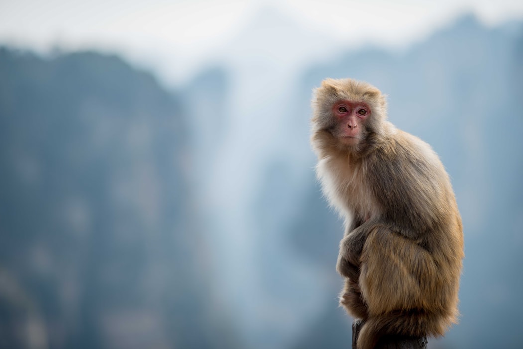 あなたの守護動物とそれに基づく金運や潜在能力とは 金運の良い守護動物をご紹介します 大人旅人